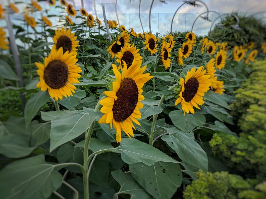 Sunflower Garden auf dem Flughafendach