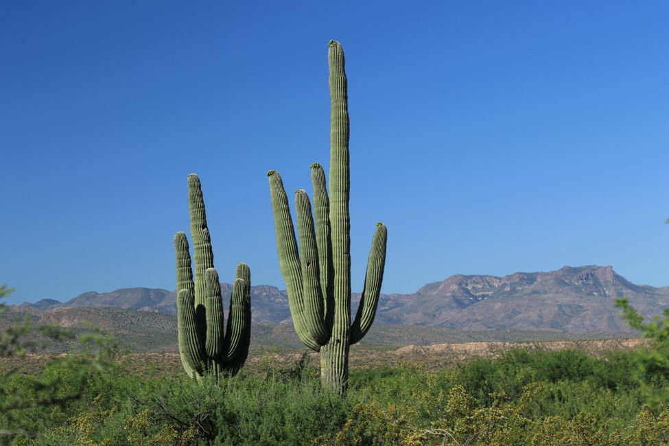 Zur Wärme geht´s dem Kaktus entgegen