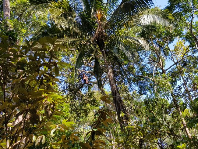 ... konnten wenig später hoch oben in den Bäumen unseren ersten Orang Utan sehen =)