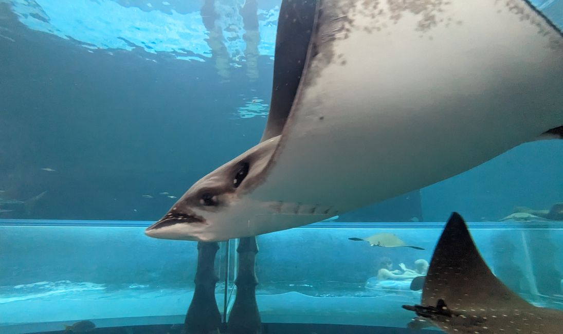 Shark Attack Rutsche durchs Aquarium