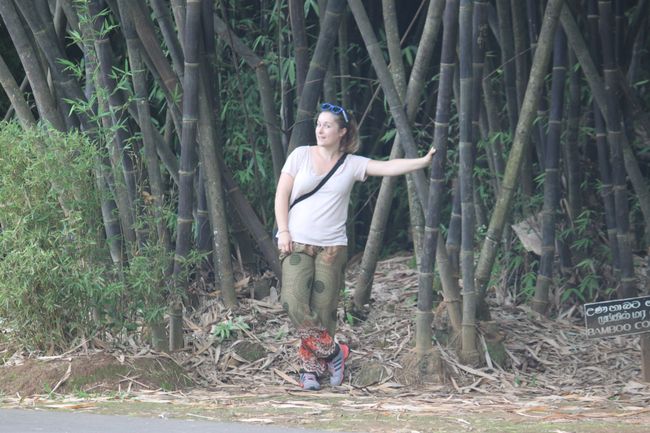 Riesen-Bambus im Botanischen Garten Kandy