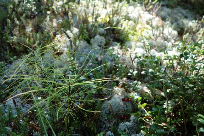 Moss and lichens in the taiga