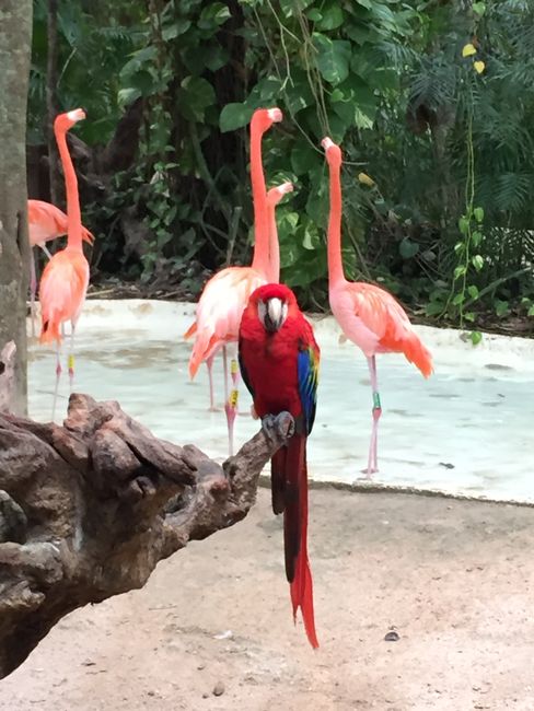 There were also many animals at Xcaret