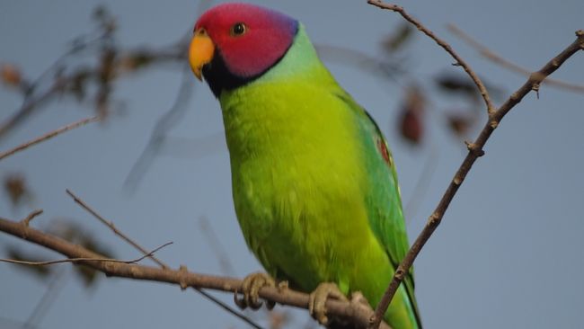 A Plum-headed Parakeet