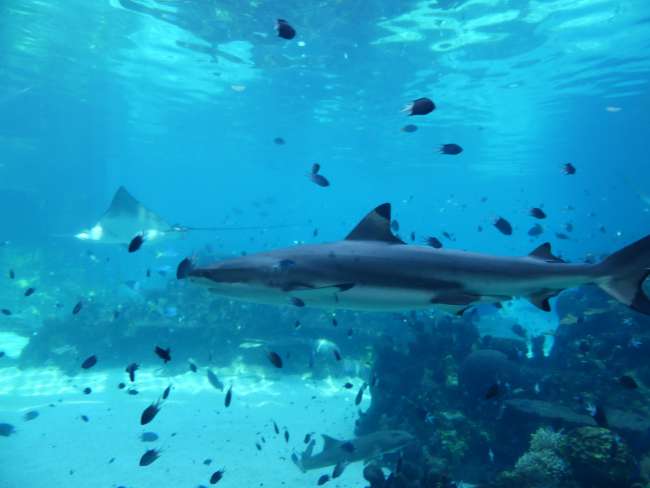 Black-tip Reef Shark - haben wir schon in freier Wildbahn gesehen!