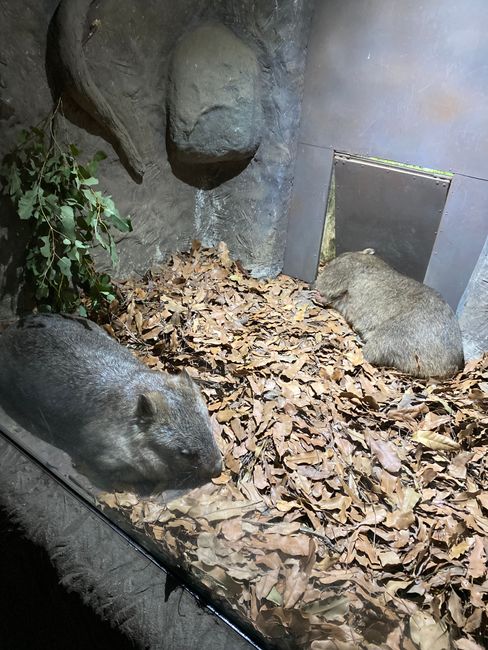 13&14|12|2019, Australia Zoo