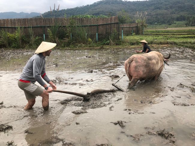 Plowing with Water Buffalo