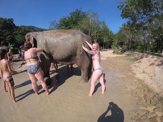 Dann wurde der Elefant mit Schlamm massiert - Thai Massage mal anders 😂