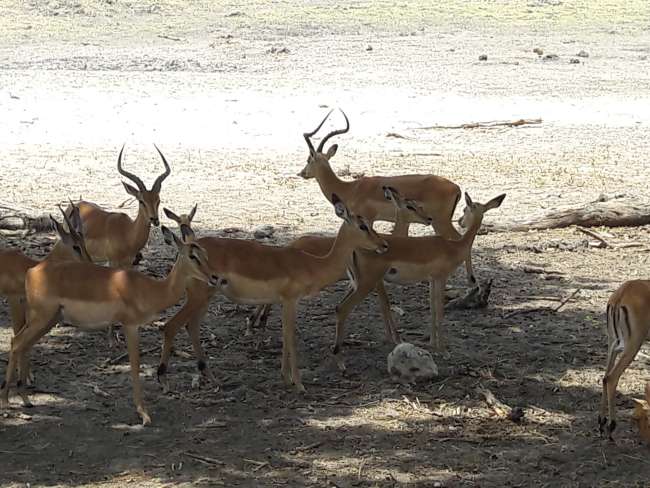 Kasane - Chobe Nationalpark
