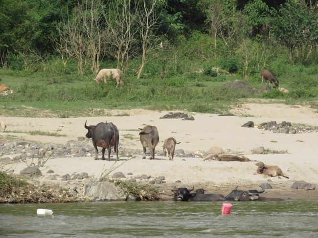 Büffel am Mekong