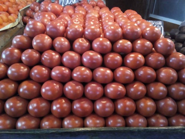 wunderschön aufgereihte Tomaten