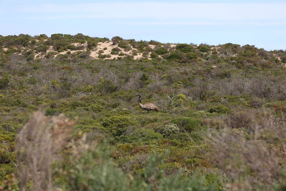 Emu at Coffin Bay National Park 