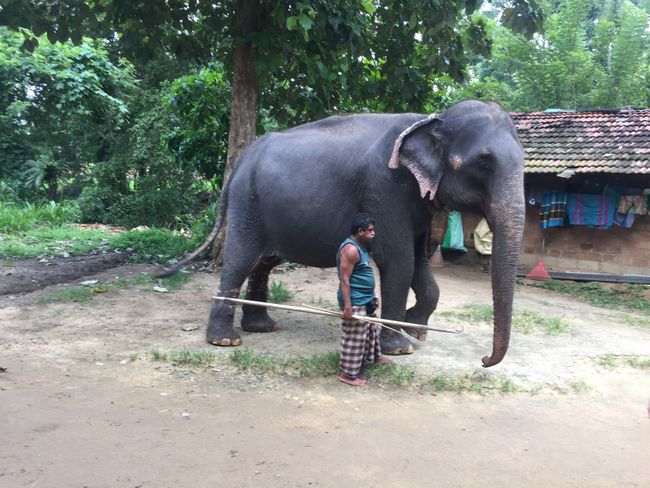 22.09. - Elephants 🐘 and Kandy