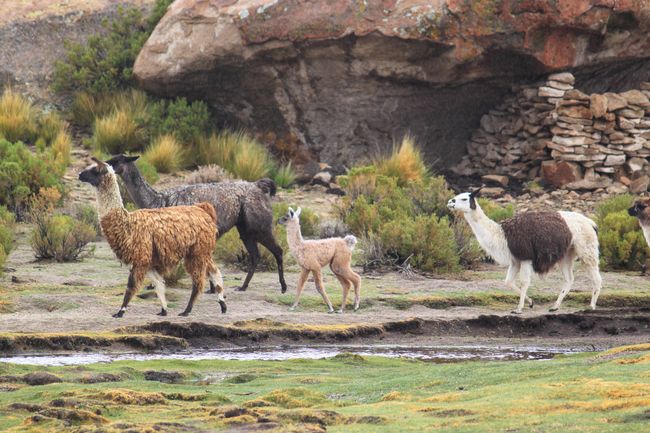 Llamas at Laguna Negra