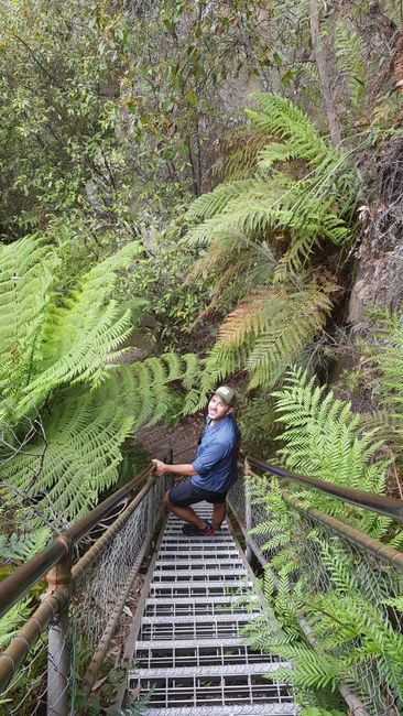 Jour 10 : Parc national des Blue Mountains & Jour 11 : Poursuite du voyage vers Nelson Bay