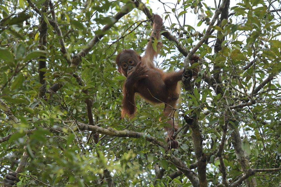 Orangutan - The goal of this part of the trip