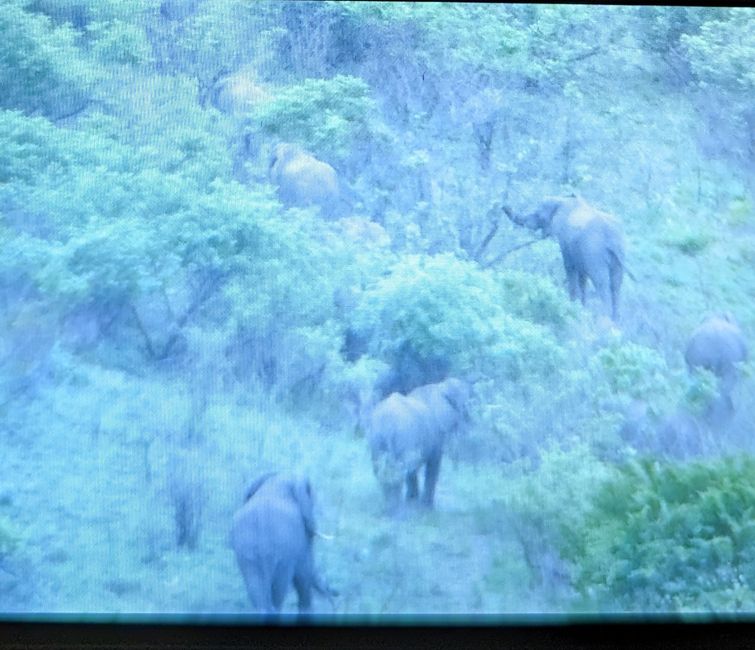 Hluhluwe-Imfolozi-Nationalparks