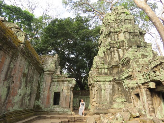Giant trees in Ta Prohm