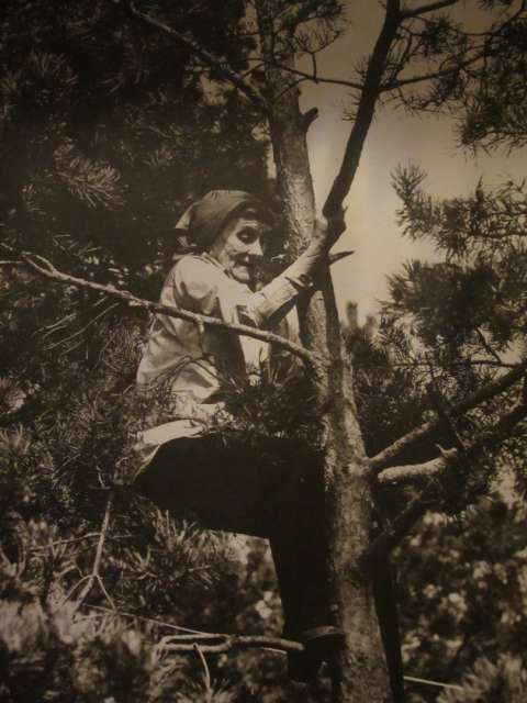Astrid Lindgren: Warum sollten nur Kinder auf Bäume klettern könnem?