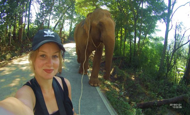 Walking with the elephants. I had the honor of walking through the forest with this 3.2 m giant.