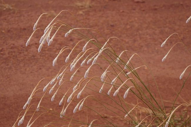 flower of the Spinifex