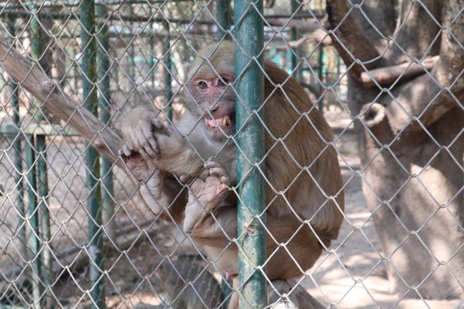 A macaque smiling.