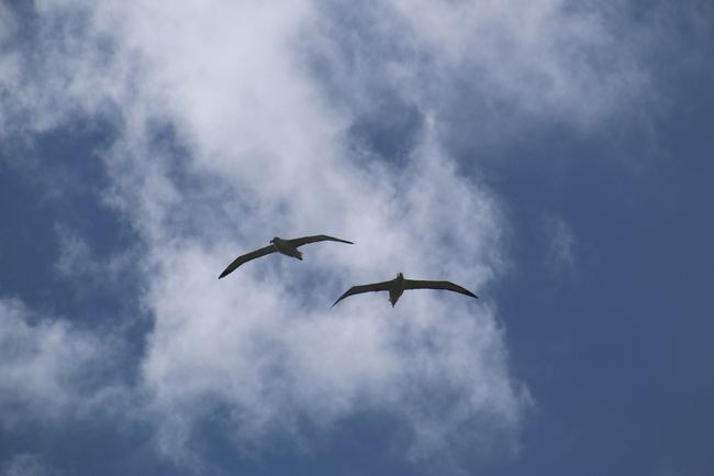 Royal Albatross (Flügelspannweite bis zu 3m!)