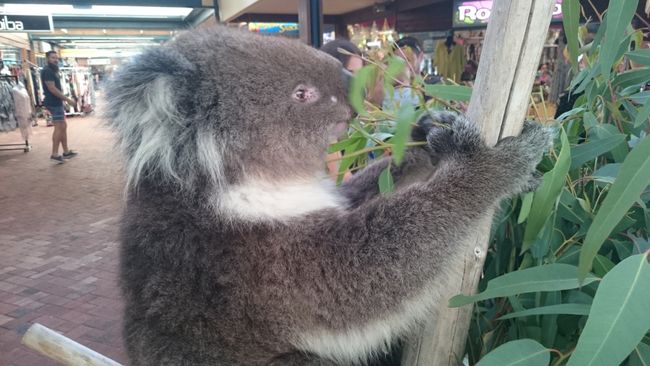 Ein echter und lebender Koala beim Fressen seiner Leihweise: Eukalyptusblätter. Als wir eine halbe Stunde später wieder vorbeikommen, war er am Schlafen. Mitten im größten Trubel.