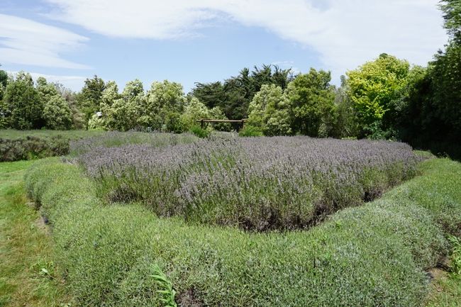Lavender Farm 