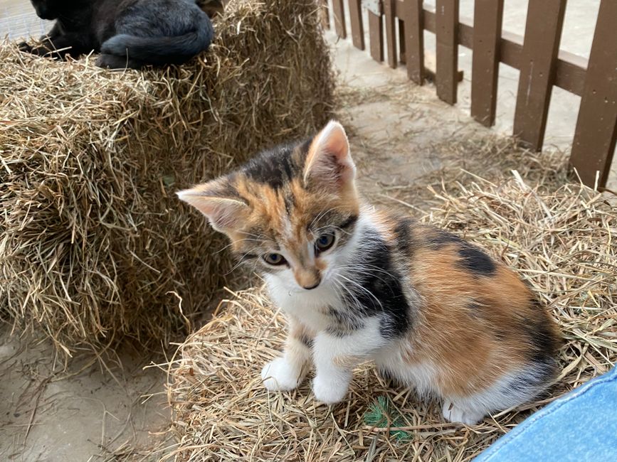 Cute Kitten in the Barn