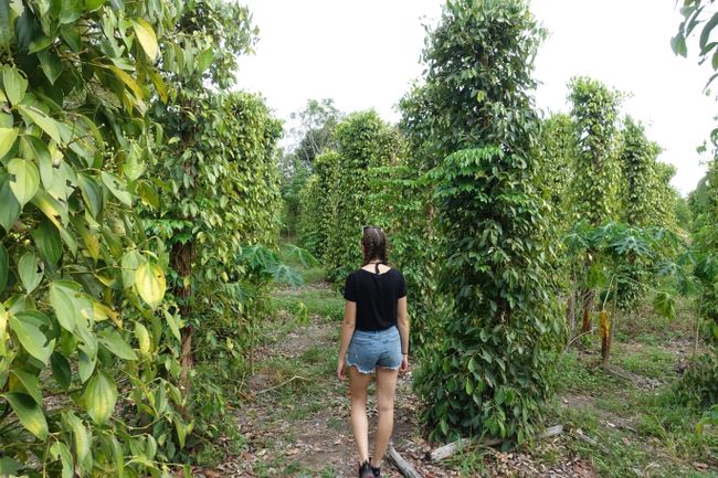 Giovanna explores the pepper plantation