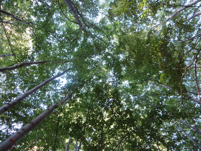 5 Tage-Tour im Parque "Altos de Lircay"