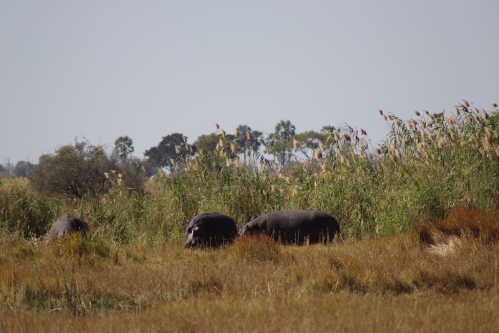 Do Delta do Okavango