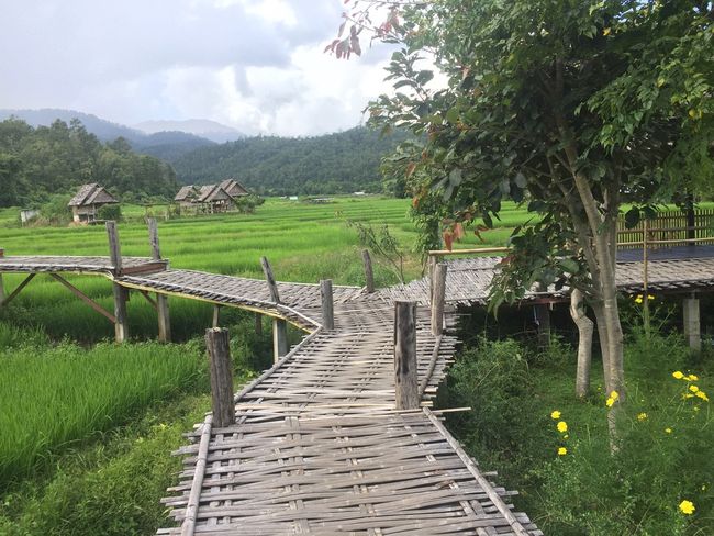 Pai city between the rice fields