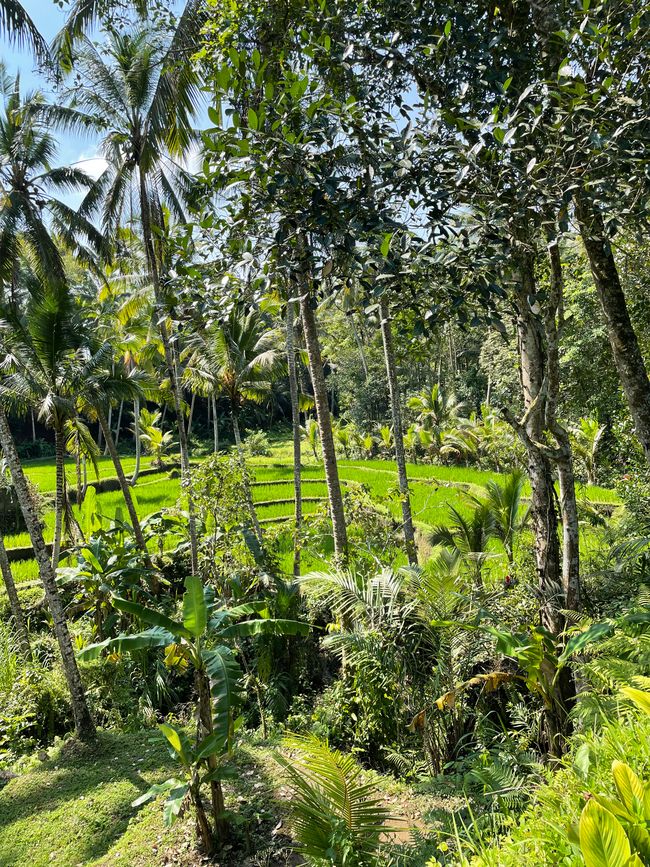 Hallo Bali… hallo Ubud