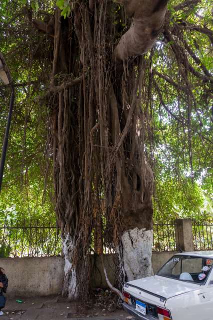 Ancient trees in front of the Cairo Tower