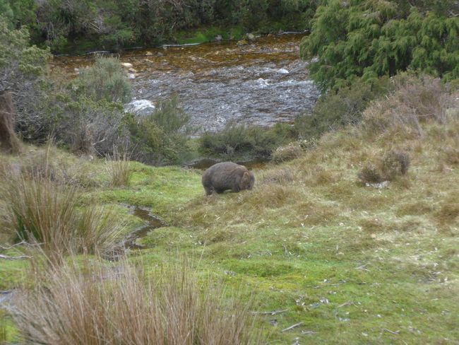 Tasmania: Cradle Mountain National Park (Australia Part 19)