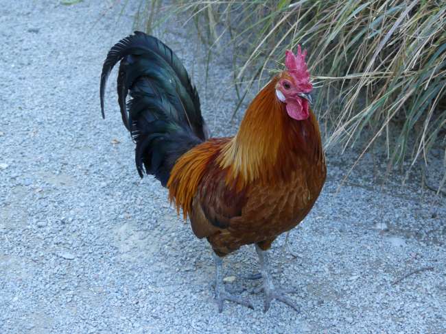 There's also a matching rooster