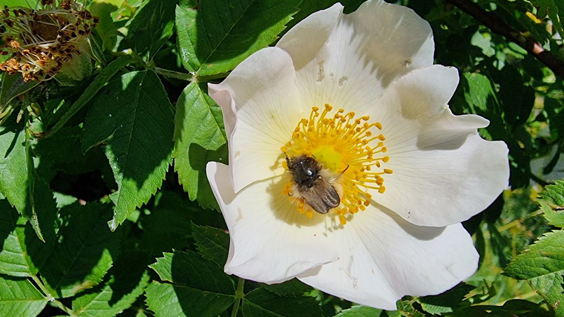 Wild rose with wild bee