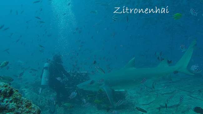 12/10/2016 Fiji # Shark diving and tropical storm on Viti Levu