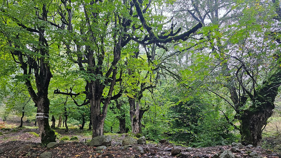 UNESCO World Heritage Hyrcanian Forests