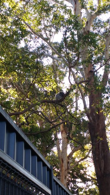 Old Bottelbutt and Koalas