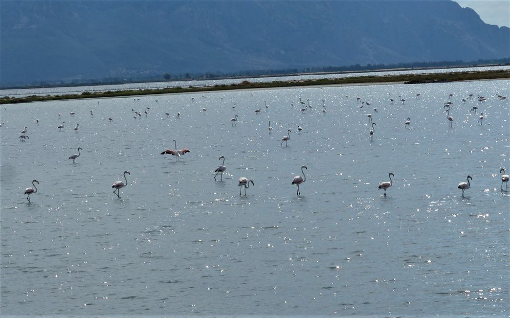 Goodbye Peloponnese and flamingos