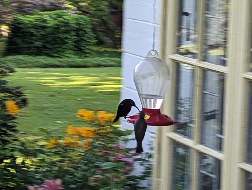 Kolibri beim Trinken ☺️