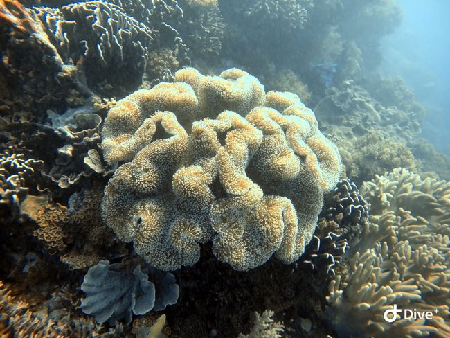 Faszinierende Korallen.. 