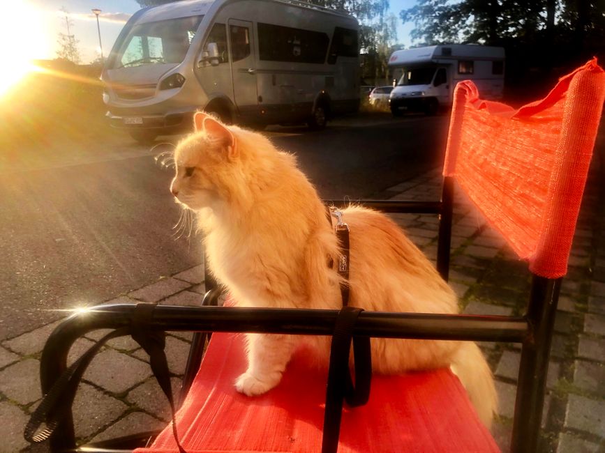 Auch Katzen genießen Sonnenuntergänge - glaub´ ich . . .