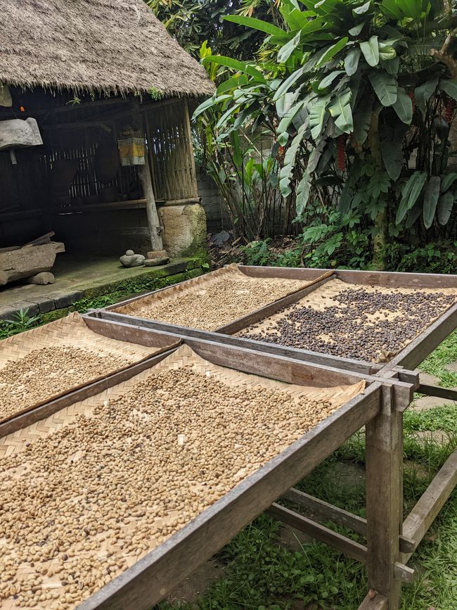 Drying coffee beans