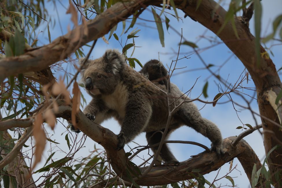 Koala mother with baby