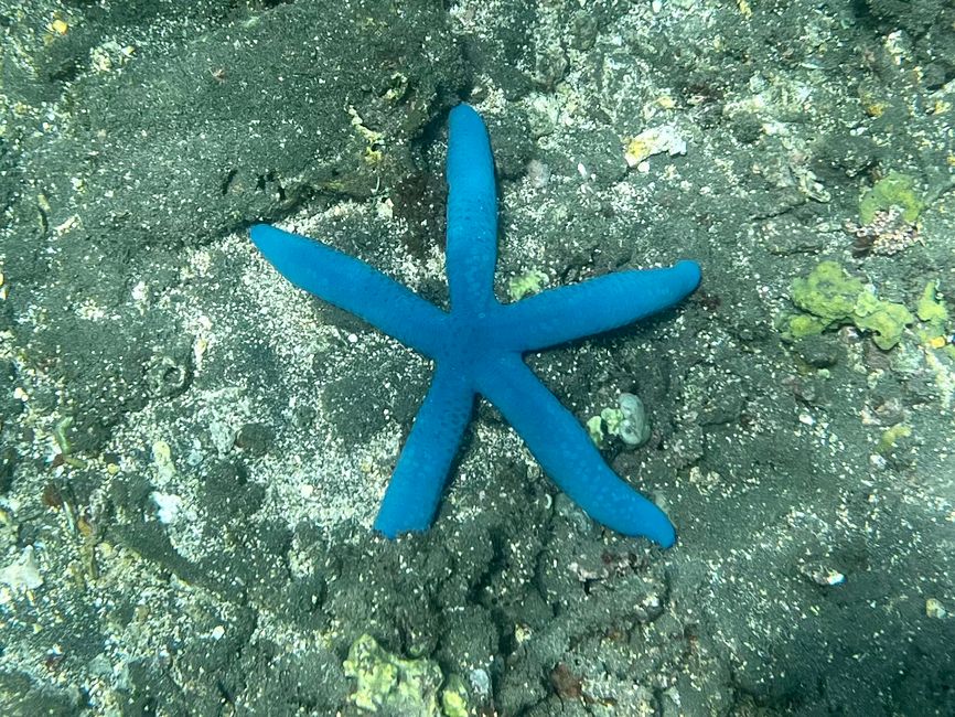 Del océano a la piscina