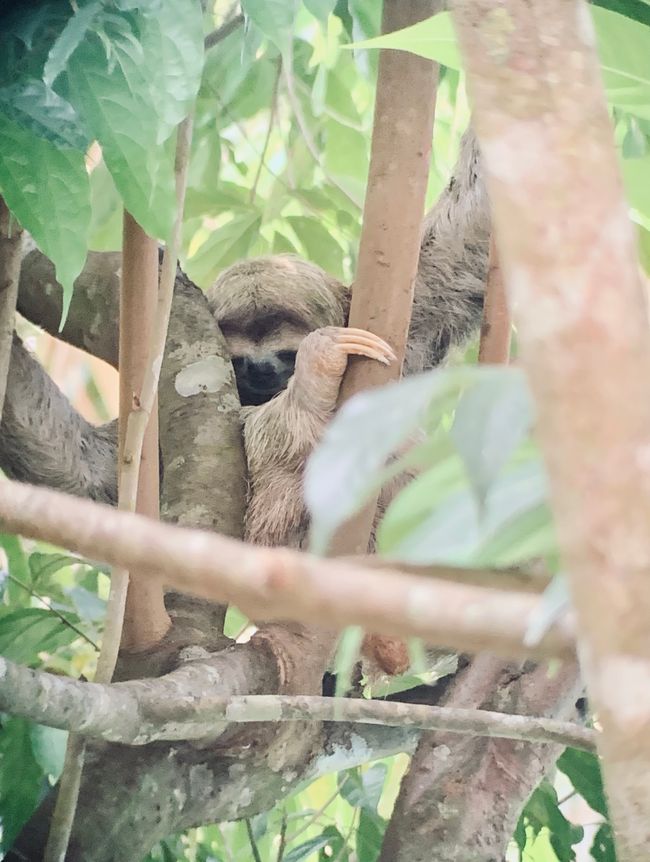 Hello, I am a three-toed sloth